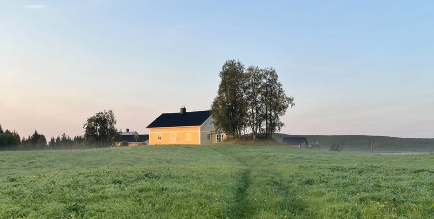 Tidig morgon med dagg i gräset