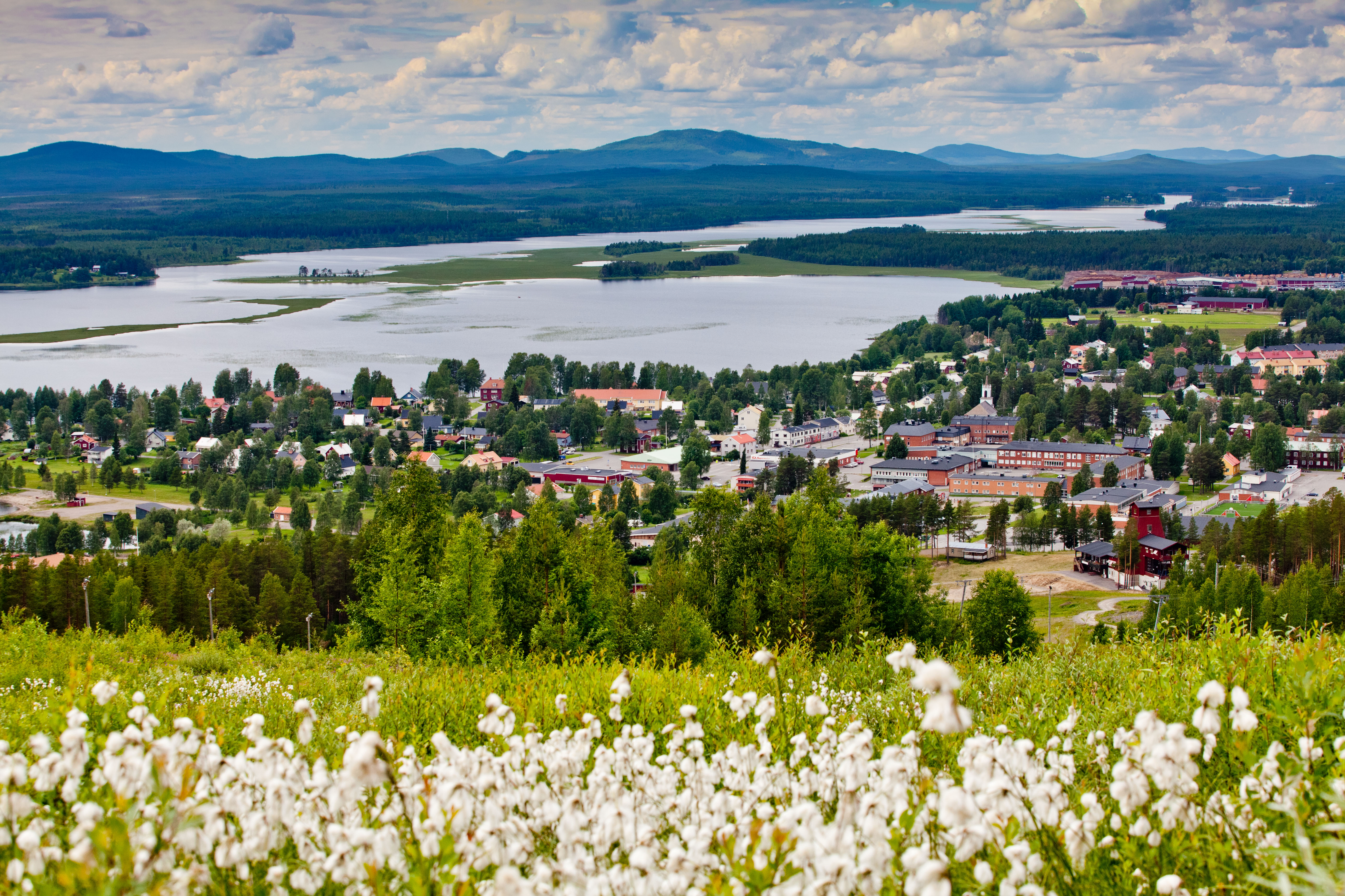 Vita sommarblommor på Tjamstanberget med vy över Malå samhälle, solen skiner men molnen tornar upp sig i horisonten.