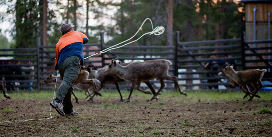 Verksamhet i Malå sameby. Man kastar lasso efter ren i rörelse.