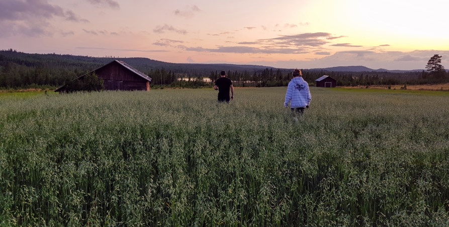 Inspektion av grönfoder i Östra Fårträsk