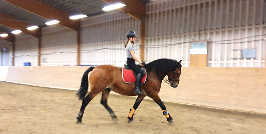 Häst med ryttare i ridhus.