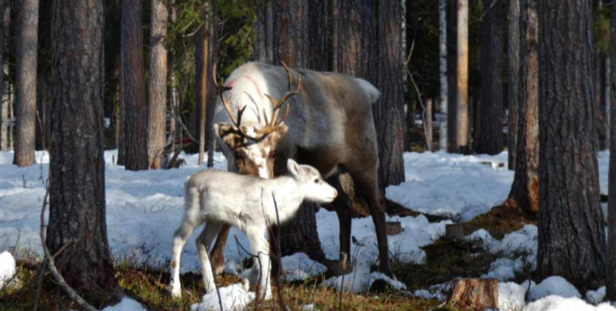 Bild på renar i skogen.